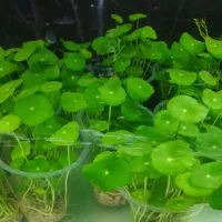 گیاهان آکواریومی