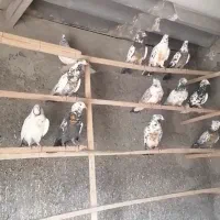 فروشی|پرنده|آران و بیدگل, |دیوار