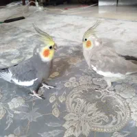 یه جفت عروس هلندی سخنگو