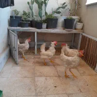 خروس جوان سفید