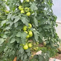سرایداری و گلخانه