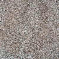گندم|گل و گیاه طبیعی|بهبهان, |دیوار