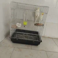 عروس هلندی