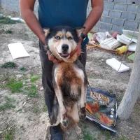 سگ هاسکی|سگ|مشهد, امیرآباد|دیوار