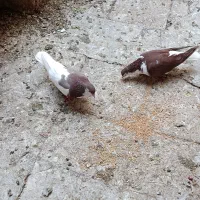 ساده سرخ و سیاه