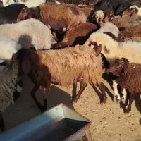 گوسفند میش