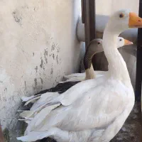 3عدد غاز