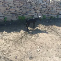 بره نر شیری