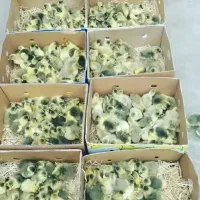 فروش جوجه غاز