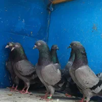 سه جفت کبوتر سبز پاکستانی