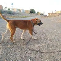 سگ گله