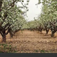 فروش باغ مثمر سیب ۴۵۰۰ متری