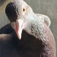 سرخ نر کفتر