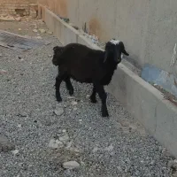 بره نر|حیوانات مزرعه|قم, بوستان جوان|دیوار