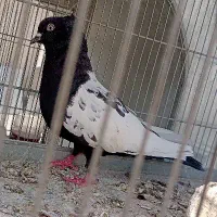 کبوتر سینه سیاه