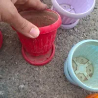 گلدان|گل و گیاه طبیعی|سقز, |دیوار