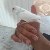 مرغ عشق
