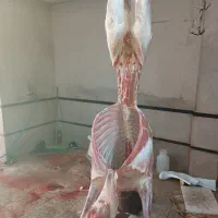 بره تازه