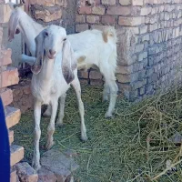 بز با کره رگا شده