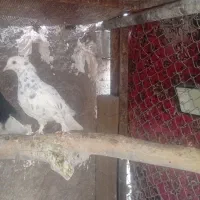 کبوتر|پرنده|زرند, |دیوار