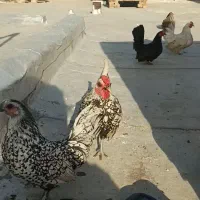 تخم مرغ چینی برای جوجه گذاری