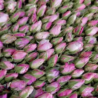 گل محمدی|گل و گیاه طبیعی|قهدریجان, |دیوار