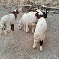 الیوزثلثمیه