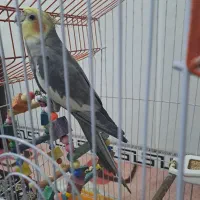 پرنده|پرنده|فردوسیه, |دیوار