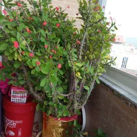 گل‌طبیعی|گل و گیاه طبیعی|مریوان, |دیوار