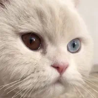 واگذاری گربه پرشین