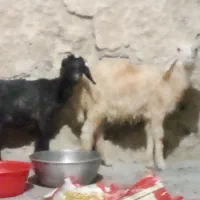 بره‌
