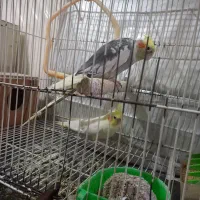 جفت عروس هلندی