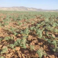 کاه نخود سه شریت داخل شهر