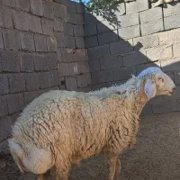 قوچی