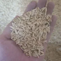 فروش جو بومی امسال ونان خشک دامی تمیز