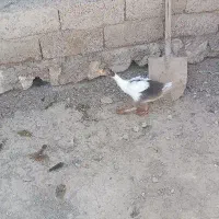 غاز سالم وسرحال