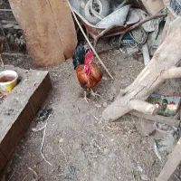 مرغ