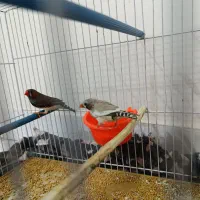 فنچ جفت