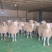 علوفه . خوراک