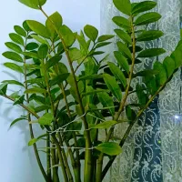 گل طبیعی زاموفولیا