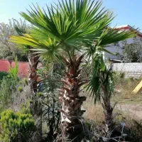 پالم واشینگتن چهار عدد