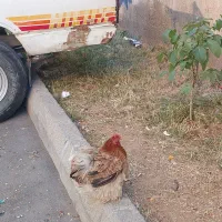 مرغ و خروس کوشین