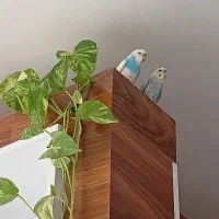 یک جفت مرغ عشق