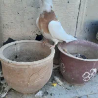 کبوتر