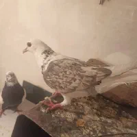 ماده