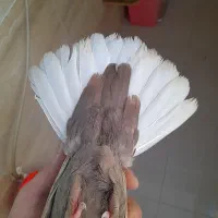 قهوه ای دمسفید