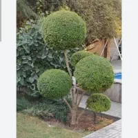 طراحی و اجرای فضای سبز به سبک مدرن و لاکچری