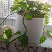 گلای شاداب