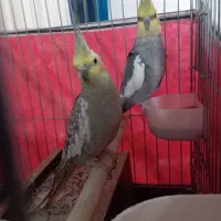 عروس هلندی یک جفت نر ،ماده