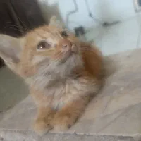 واگذاری رایگان بچه گربه دو و نیم ماهه